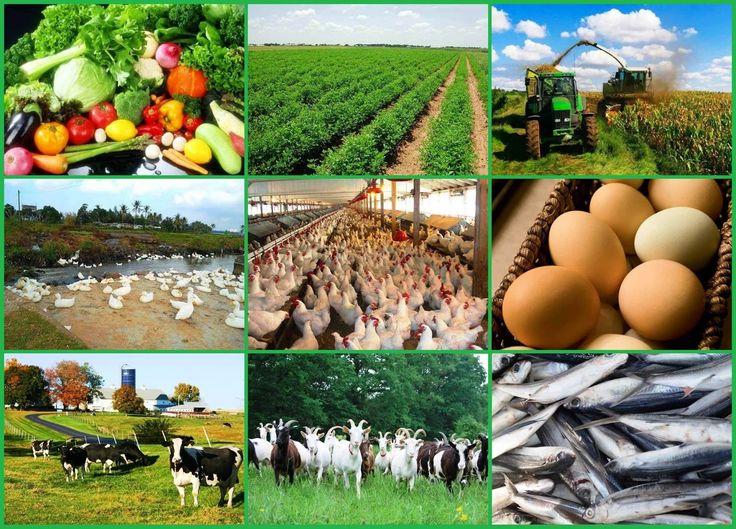 HƯỚNG DẪN  MỘT SỐ GIẢI PHÁP KỸ THUẬT TRONG SẢN XUẤT NÔNG NGHIỆP MÙA MƯA BÃO