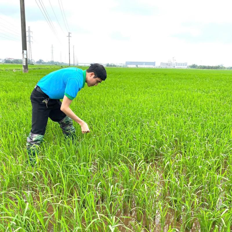 Phòng trừ bệnh đạo ôn cho lúa Xuân