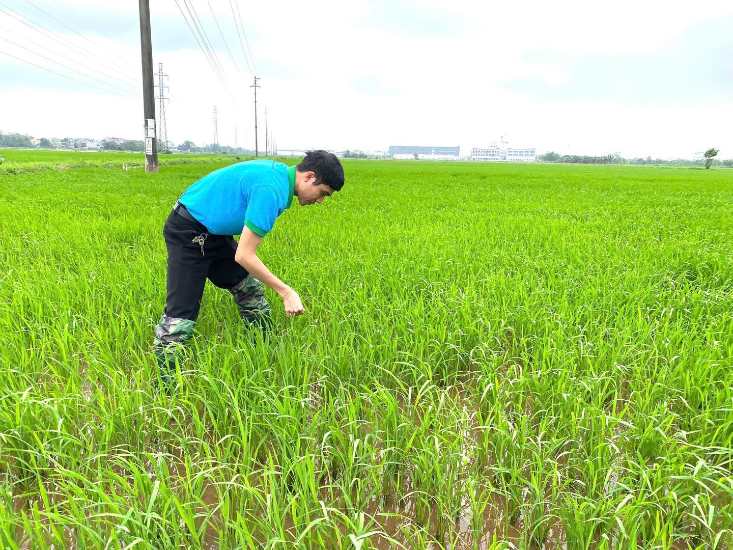 Phòng trừ bệnh đạo ôn cho lúa Xuân
