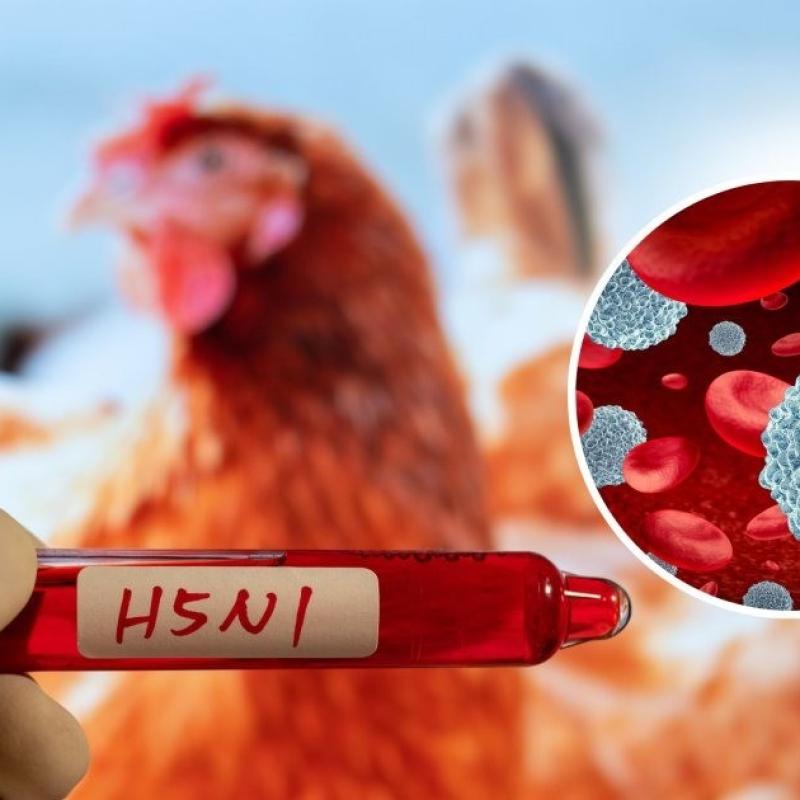 Nâng cao cảnh giác với bệnh cúm gia cầm H5N1 – Chung tay bảo vệ sản xuất chăn nuôi