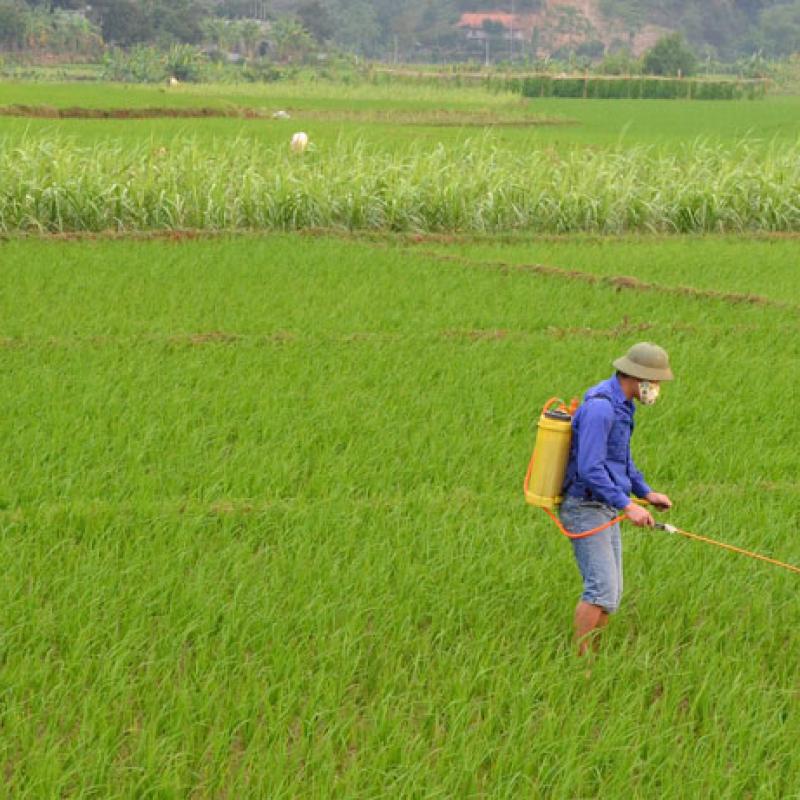 Tân Minh tăng cường phòng trừ chuột, quản lý lúa cỏ, cỏ dại, ốc bươu vàng và các đối tượng dịch hại đầu vụ Mùa năm 2026