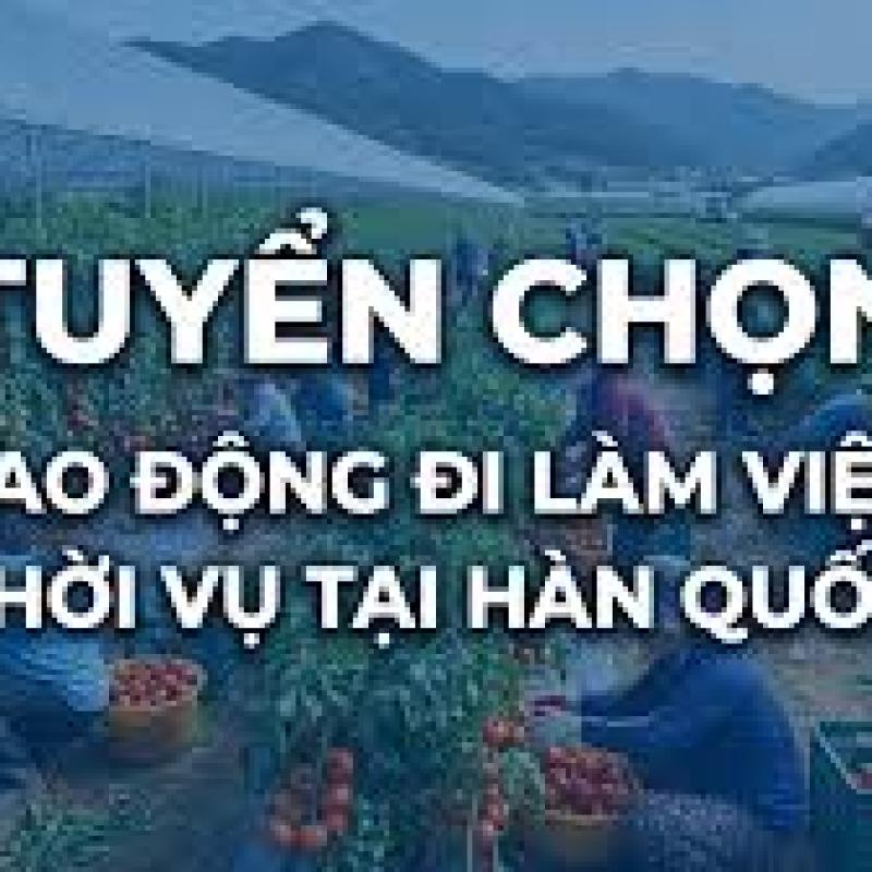 Thông báo gia hạn thời gian tuyển chọn bổ sung lao động nữ đi làm thời vụ đợt 3 năm 2026 tại tỉnh Jeju (Hàn Quốc)