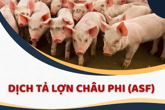 anh-bia-1-17686204887831413518505-1775449127-479139.webp