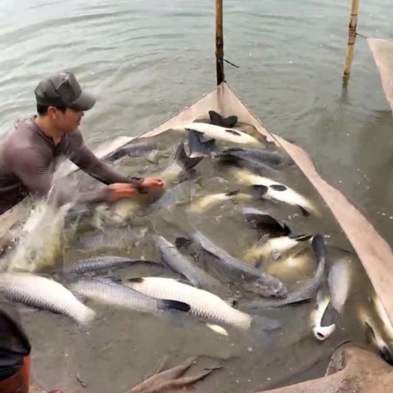 Chi hội Nuôi trồng thủy sản Tam Quang phát huy tinh thần đoàn kết phát triển nghề nuôi trồng thủy sản