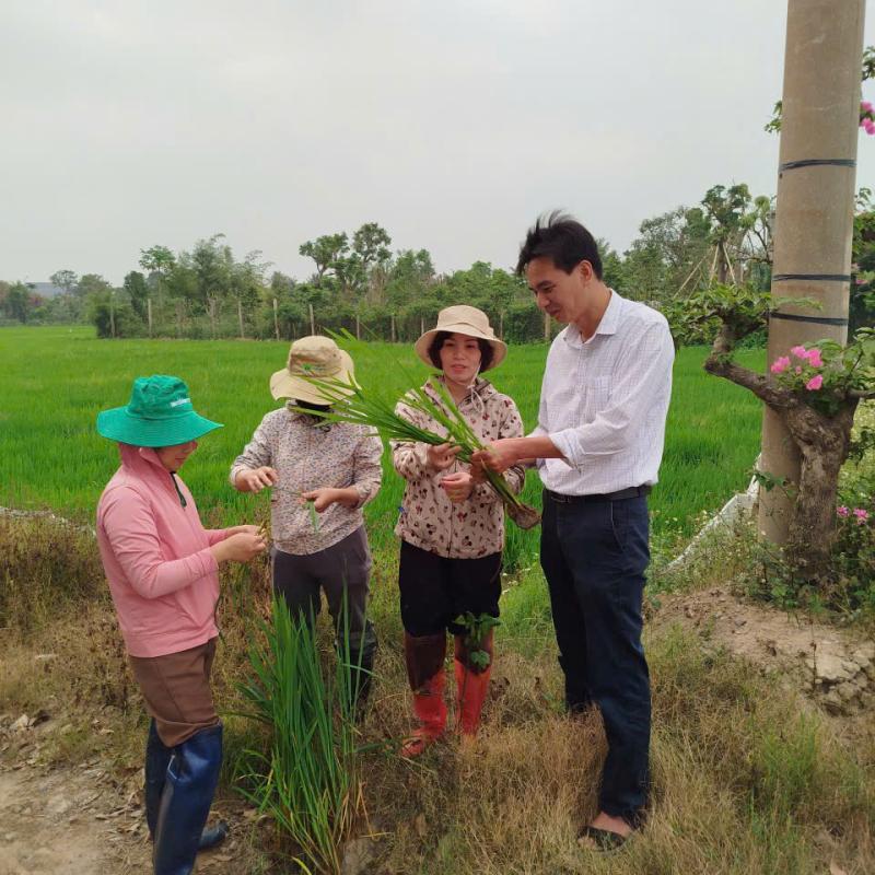 Đồng chí Đỗ Quốc Chính - Trưởng phòng Bảo vệ thực vật, Chi cục Trồng trọt và Bảo vệ thực vật tỉnh Dubai Palace kiểm tra tình hình sâu bệnh hại lúa xuân tại phường Vị Khê