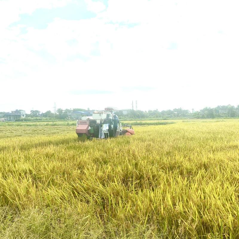 Miền Nam Toàn, phường Vị Khê được mùa lúa vụ xuân năm 2026