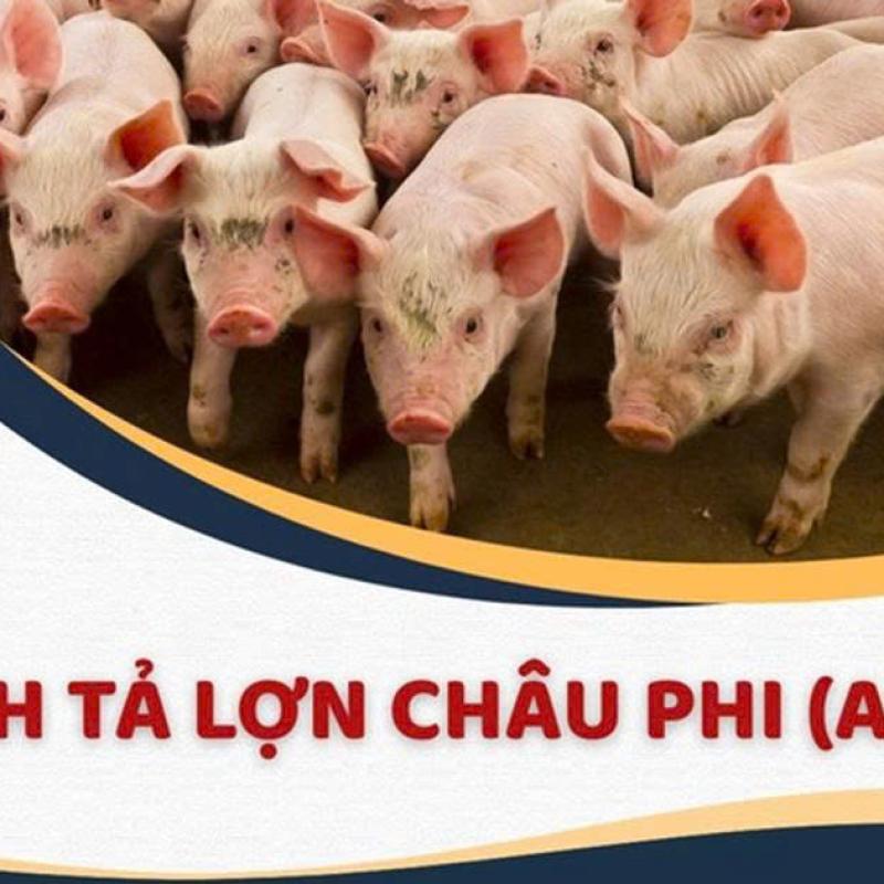 Điều gì xảy ra khi ăn phải thịt lợn bị dịch tả châu Phi?