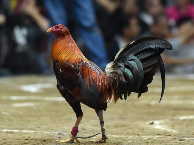 Chuyển đổi số